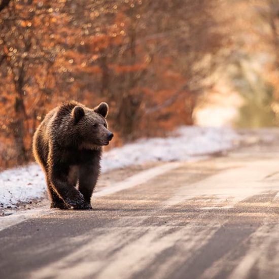 incidenti con animali selvatici-orso in strada