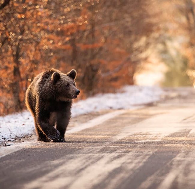 incidenti con animali selvatici-orso in strada